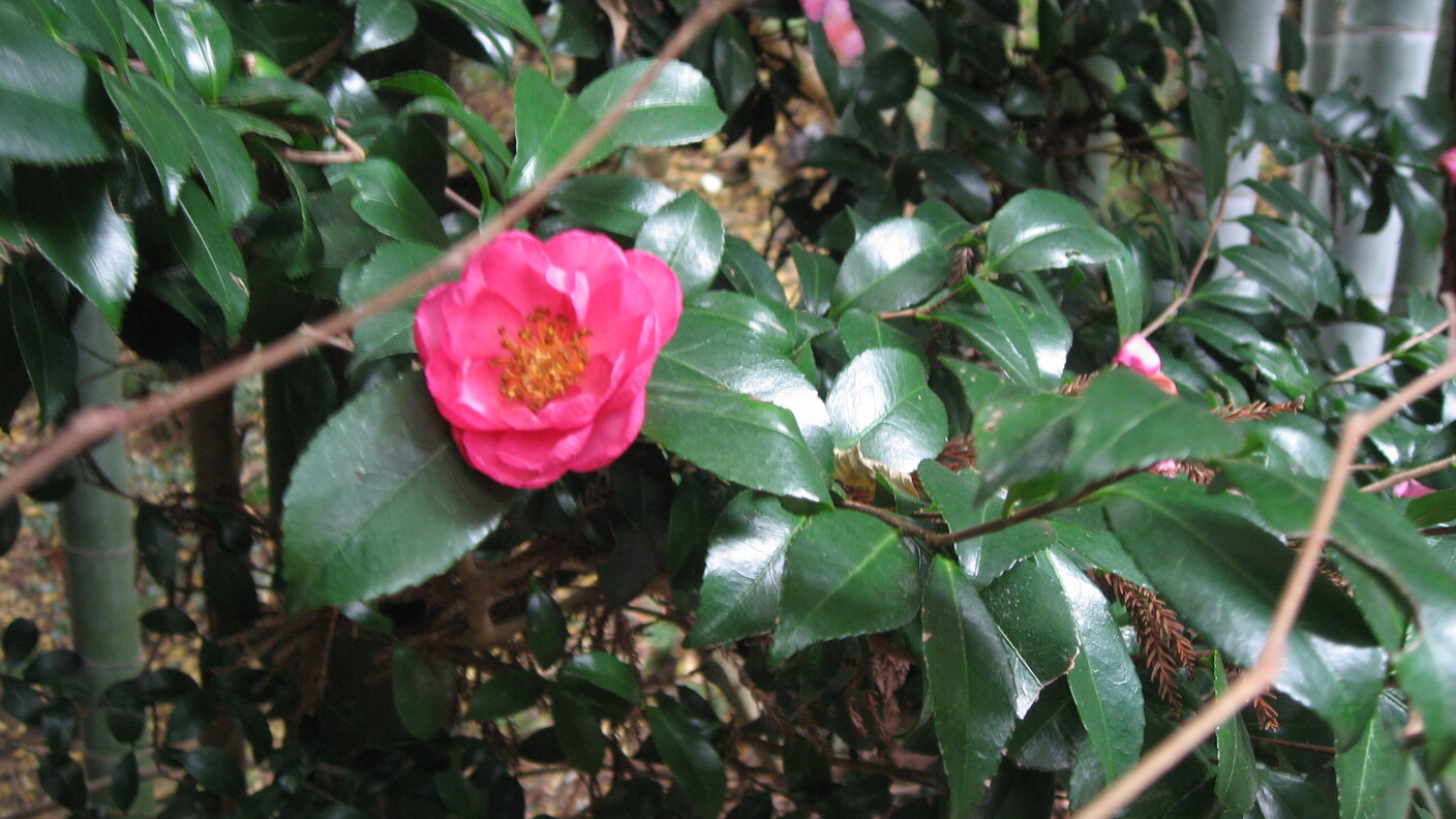 camelia